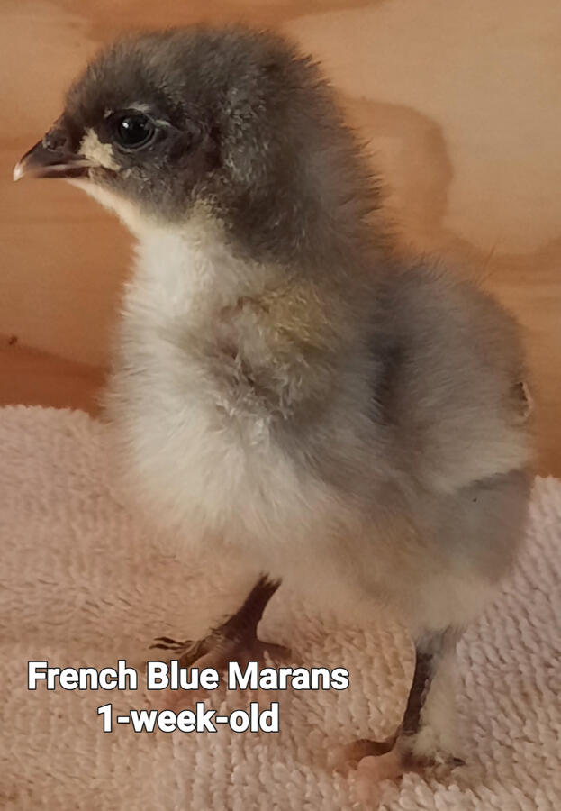 Blue Marans