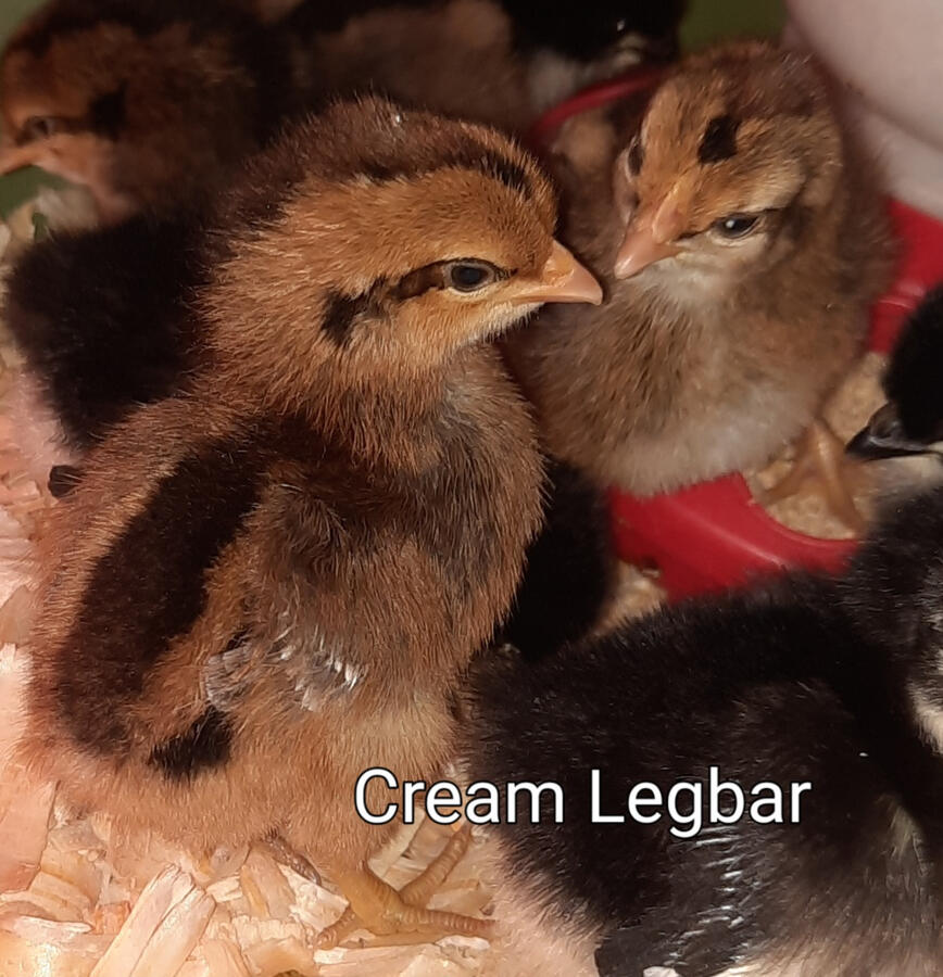 Cream Legbar