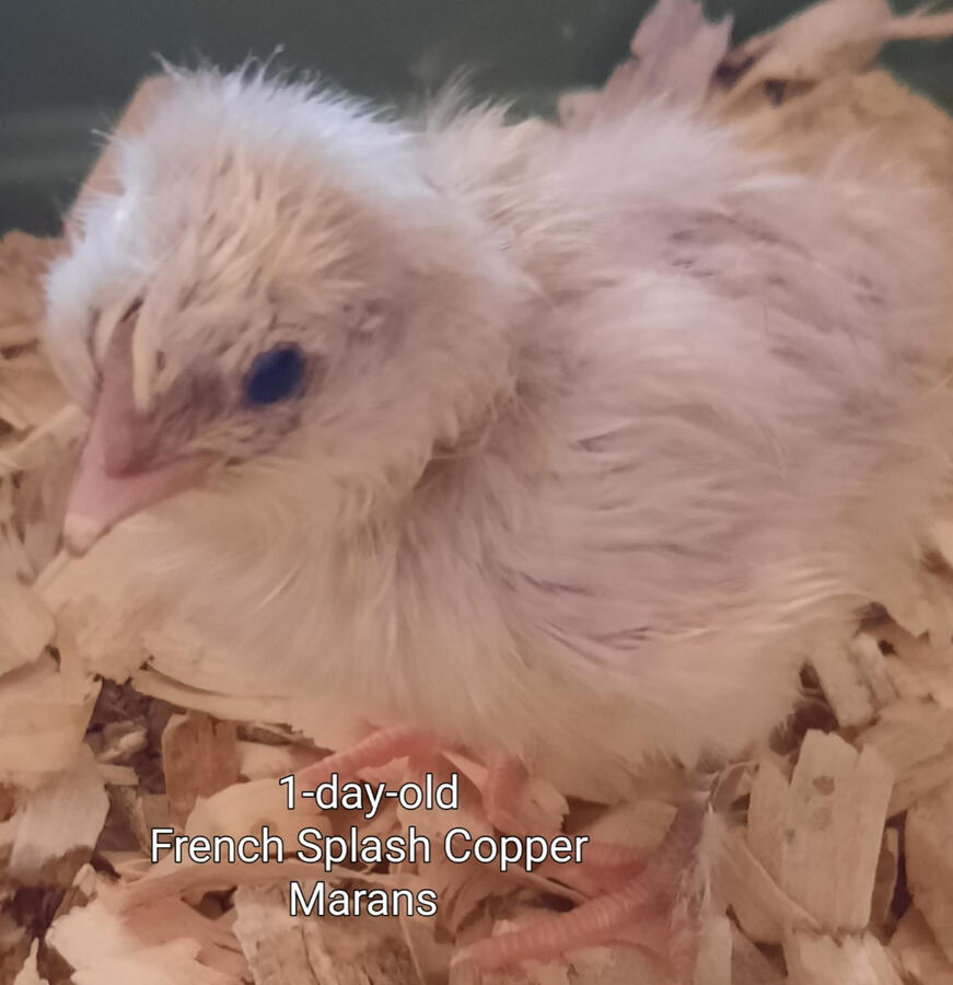 French Splash Copper Marans