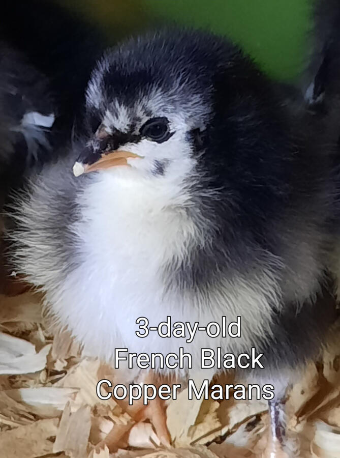 French Black Copper Marans