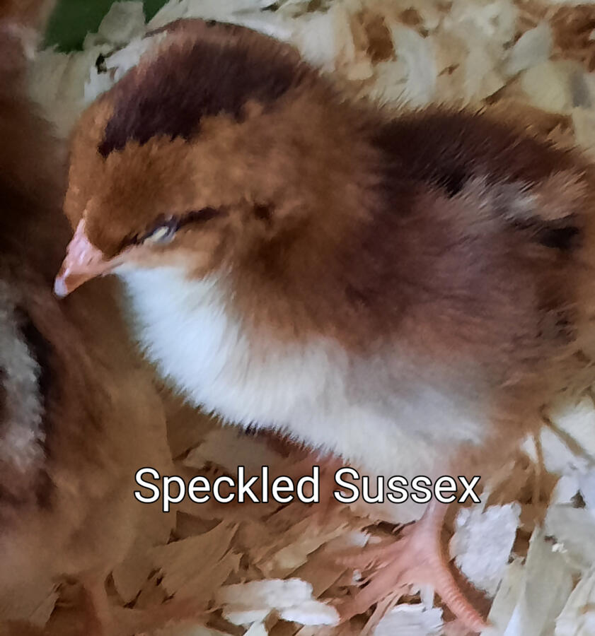 Speckled Sussex Speckled Sussex
