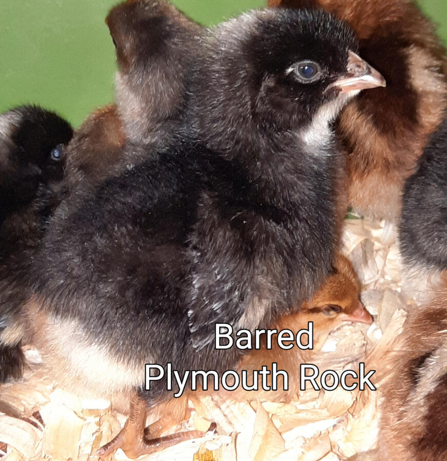 Barred Rock Barred Rock