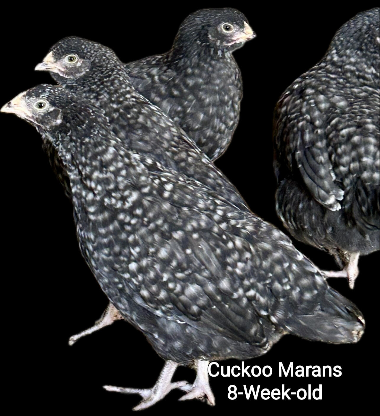 Cuckoo Marans 8-Week-old