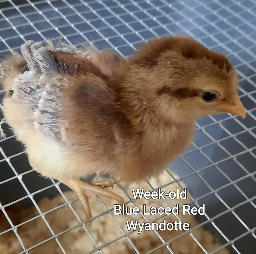 Blue Laced Red Wyandotte
