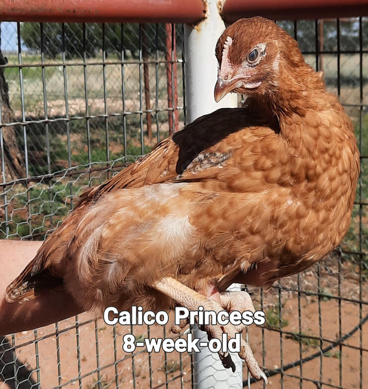 Calico Princess