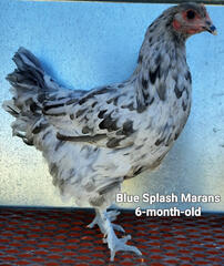 Blue Splash Marans